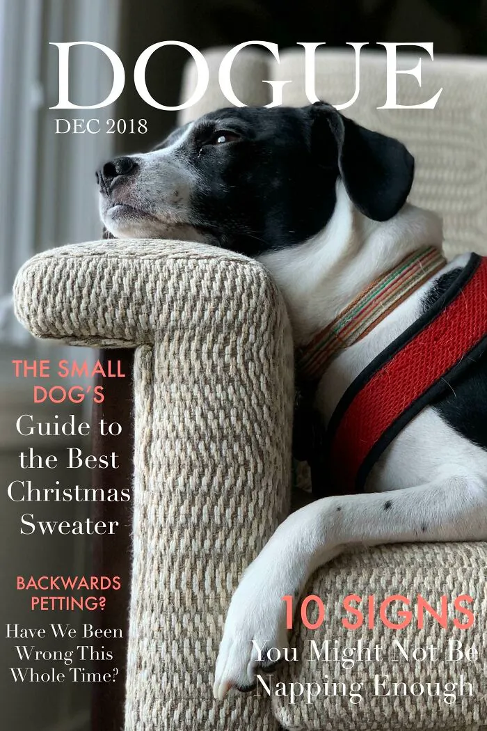 40 Hilarious And Heartwarming Pics Of Dogs Modeling Cutting-Edge Pet Styles 