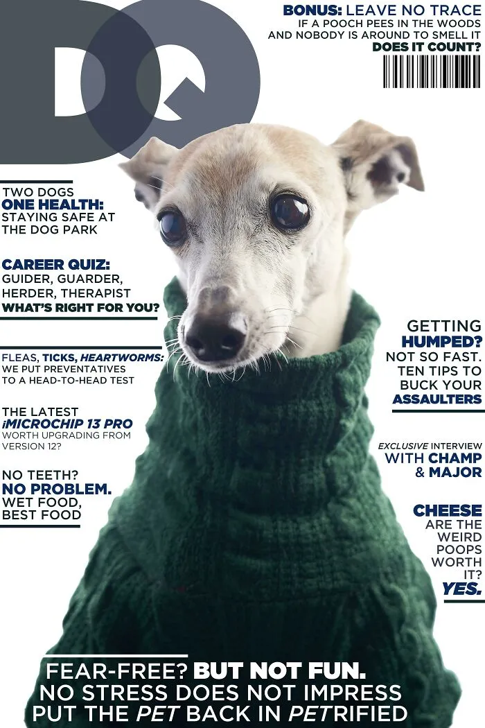 40 Hilarious And Heartwarming Pics Of Dogs Modeling Cutting-Edge Pet Styles 