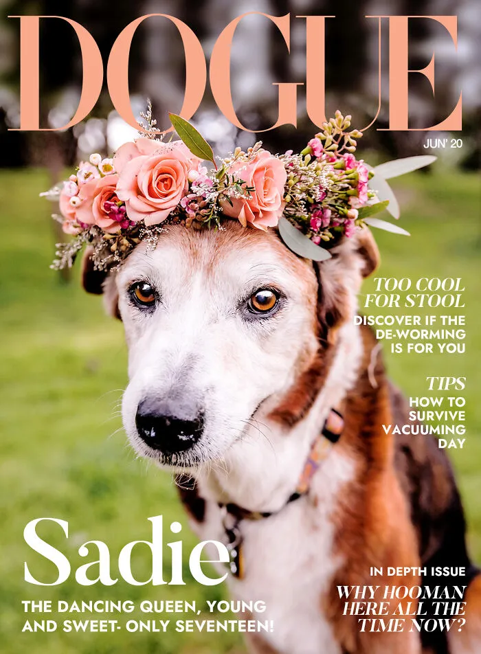 40 Hilarious And Heartwarming Pics Of Dogs Modeling Cutting-Edge Pet Styles 
