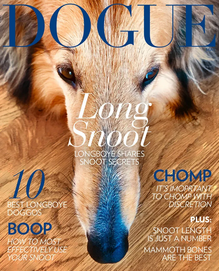 40 Hilarious And Heartwarming Pics Of Dogs Modeling Cutting-Edge Pet Styles 