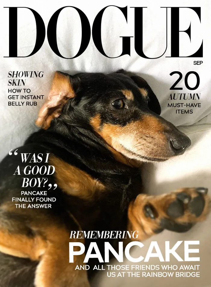 40 Hilarious And Heartwarming Pics Of Dogs Modeling Cutting-Edge Pet Styles 