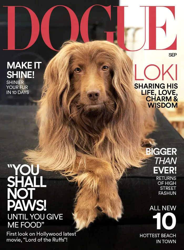 40 Hilarious And Heartwarming Pics Of Dogs Modeling Cutting-Edge Pet Styles 