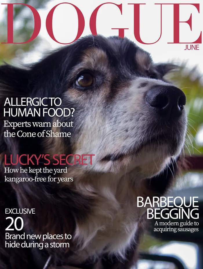 40 Hilarious And Heartwarming Pics Of Dogs Modeling Cutting-Edge Pet Styles 