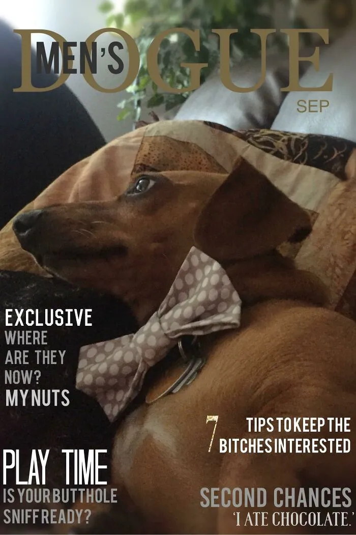 40 Hilarious And Heartwarming Pics Of Dogs Modeling Cutting-Edge Pet Styles 