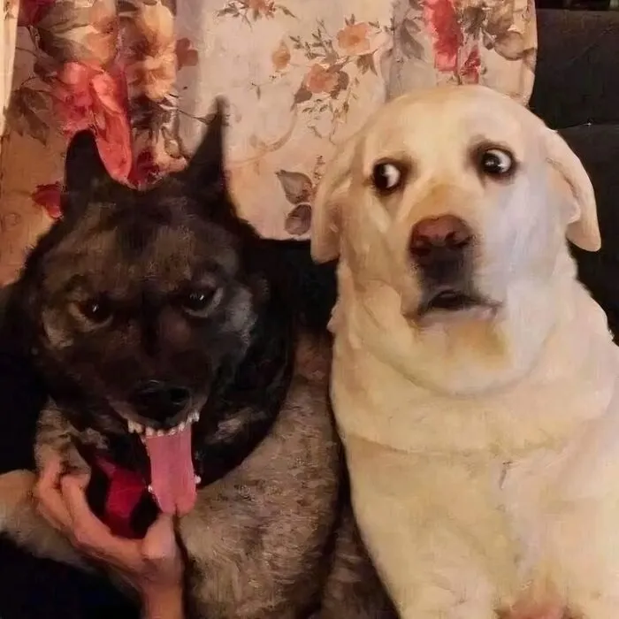 42 Animales actuando sin sentido al activar su modo «goblin» (nuevas fotos)