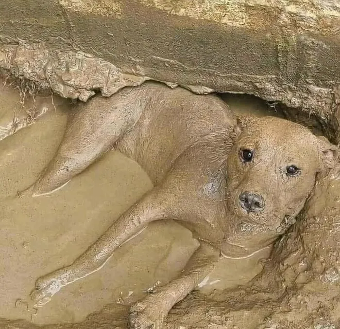 42 Animales actuando sin sentido al activar su modo «goblin» (nuevas fotos)