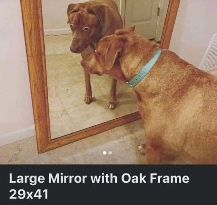 50 Hilarious Animals Who Lost The Plot And Got Caught Going “Goblin Mode” (New Pics)
