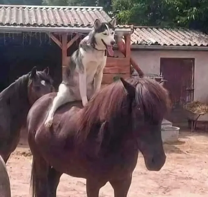 Un perro sentado cómicamente sobre un caballo, mostrando comportamiento sin sentido.