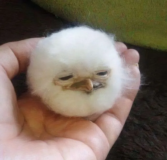 50 Hilarious Animals Who Lost The Plot And Got Caught Going “Goblin Mode” (New Pics)