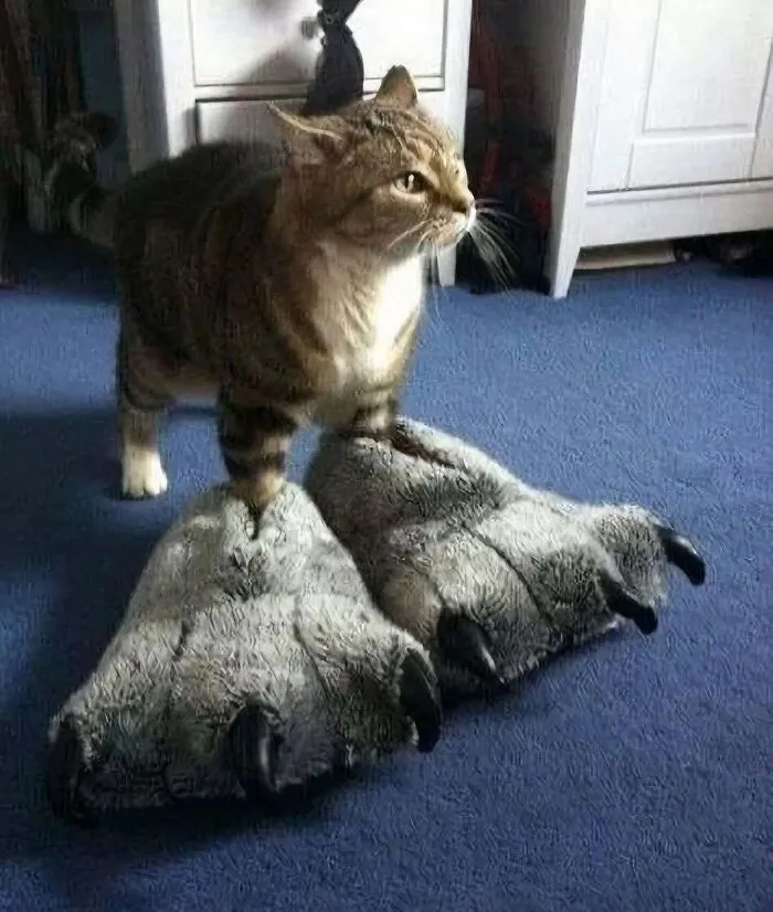 Gato con patas de peluche grandes en modo goblin sobre alfombra azul.