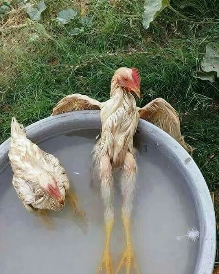 42 Animales actuando sin sentido al activar su modo «goblin» (nuevas fotos)