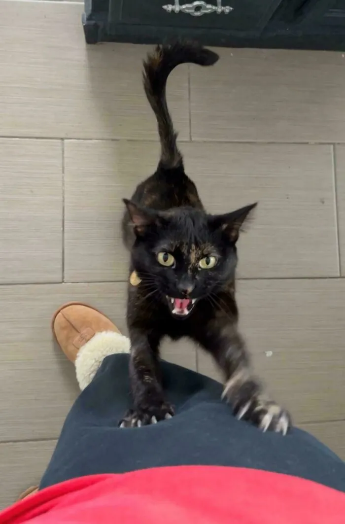 More Pancake Yellin