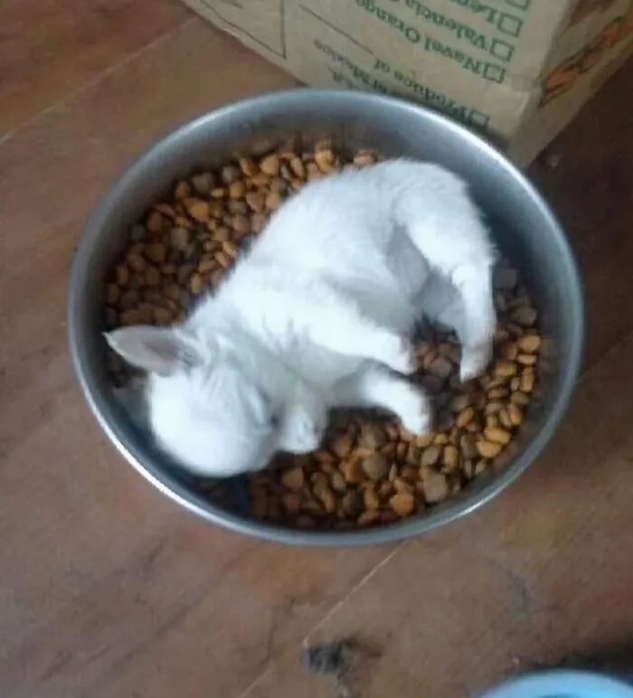 42 Animales actuando sin sentido al activar su modo «goblin» (nuevas fotos)