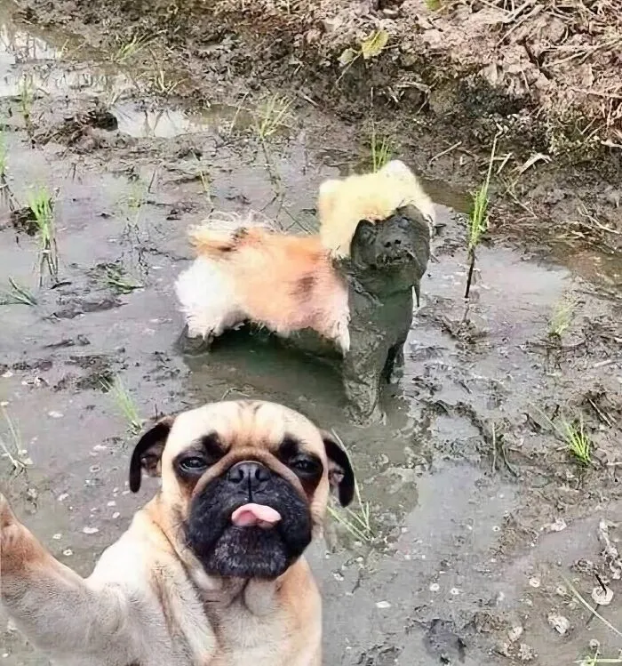 Dos perros cómicos en un charco de lodo, uno con cara divertida, representando animales actuando sin sentido.