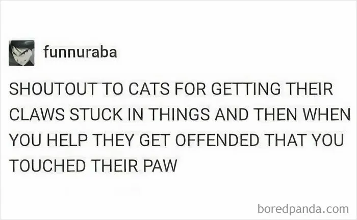 50 Funny Cat Memes To Brighten Up Your Day If The World Feels Like A Cat-astrophe Right Now (New Pics)
