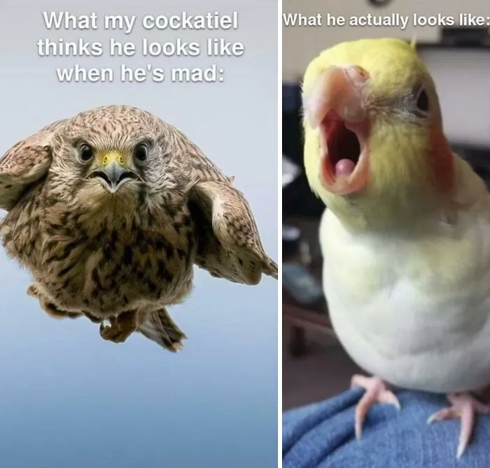 😂