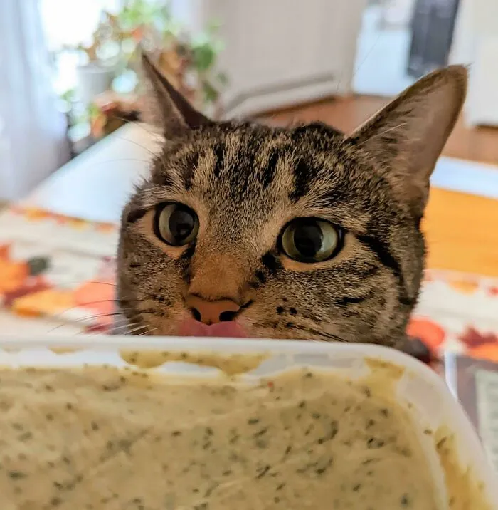 Cat licking its lips while eying a food container, eyes wide in anticipation.