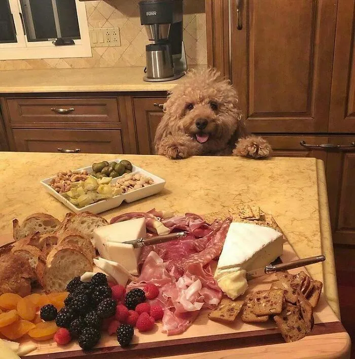 A dog behind a kitchen counter eagerly eyeing a table full of assorted food, embodying animals looking for food.