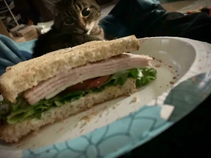 Cat curiously eyeing a sandwich on a plate, embodying the animals looking at food theme.