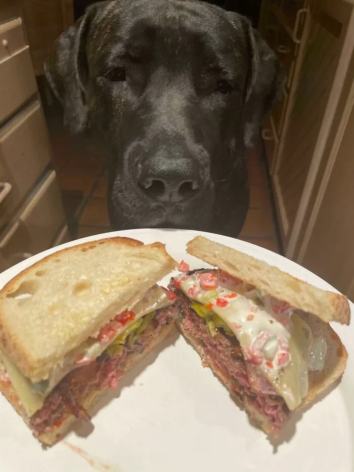 Dog looking at a sandwich, capturing animals and food interaction.