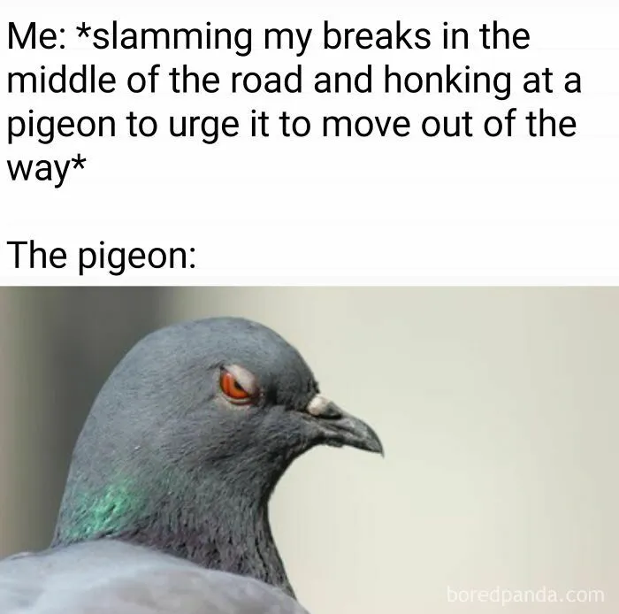 Pigeon with a defiant look, embodying the humor of birds being total jerks.