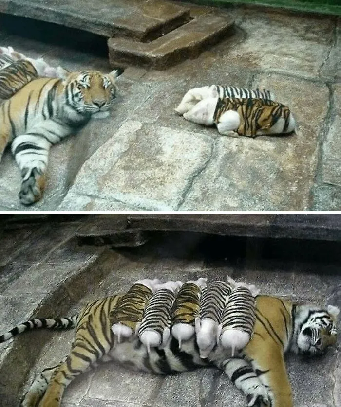 Awkward, Unhinged And Hilarious Animal Pics For Those Who Need A Break From Cuteness