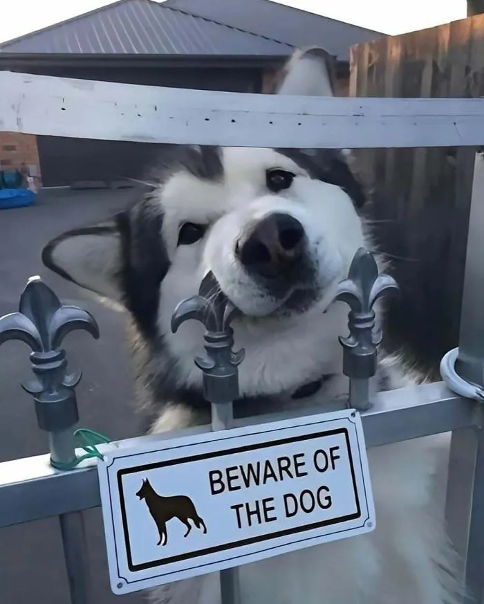 Awkward, Unhinged And Hilarious Animal Pics For Those Who Need A Break From Cuteness