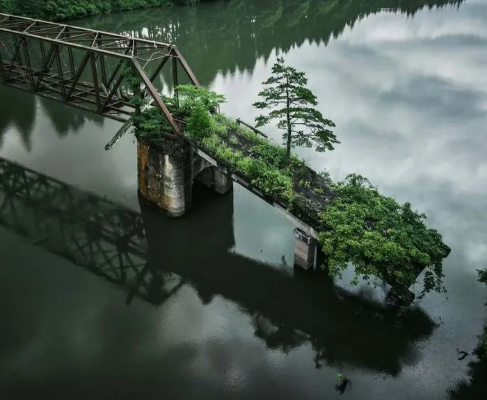 Bridge And A Pine Tree