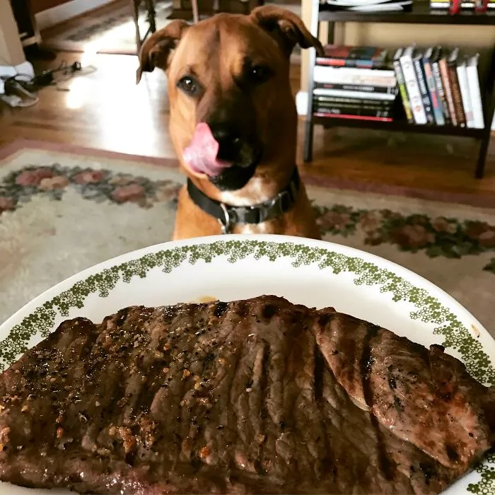 My Best Buddy, Bo, Who Was Laid To Rest Last Night, Loved His Birthday Steaks