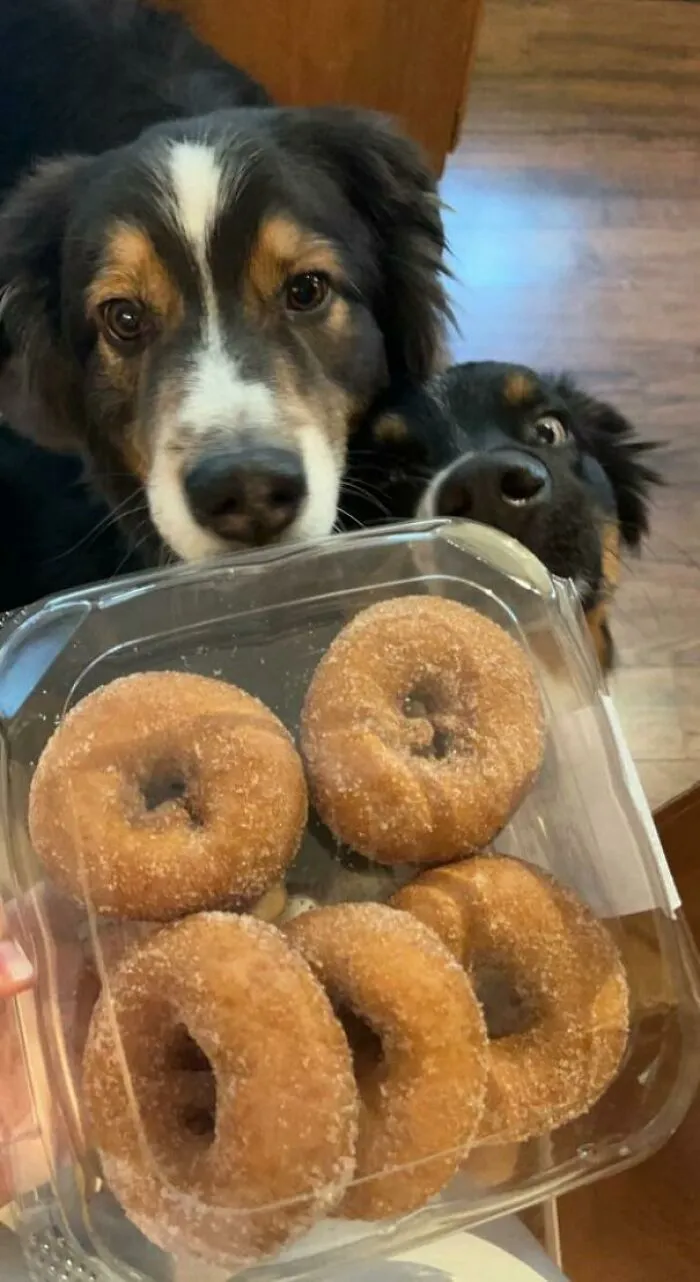 Go Nuts For The Donuts
