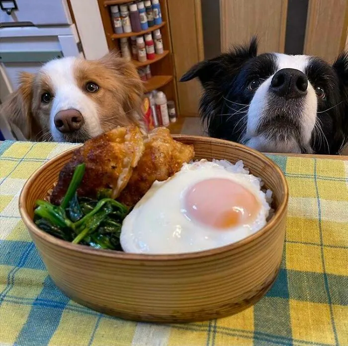 Two dogs eagerly looking at a delicious meal, highlighting animals looking at food theme.