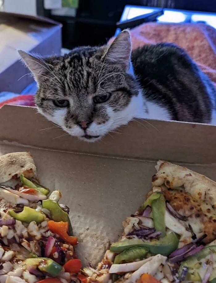 Willow Has Her Sights Set On Pizza