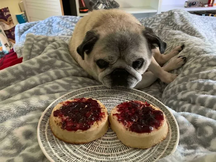 Pug eyeing jam-topped crumpets on a plate while lying on a bed.