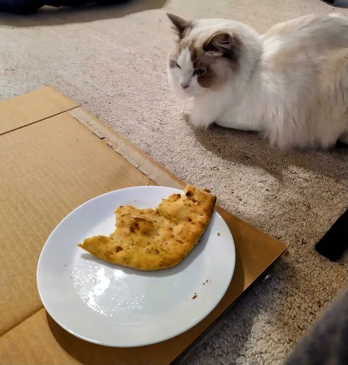 Fluffy cat eyeing a plate of flatbread on the floor, fitting the theme of animals looking at food.
