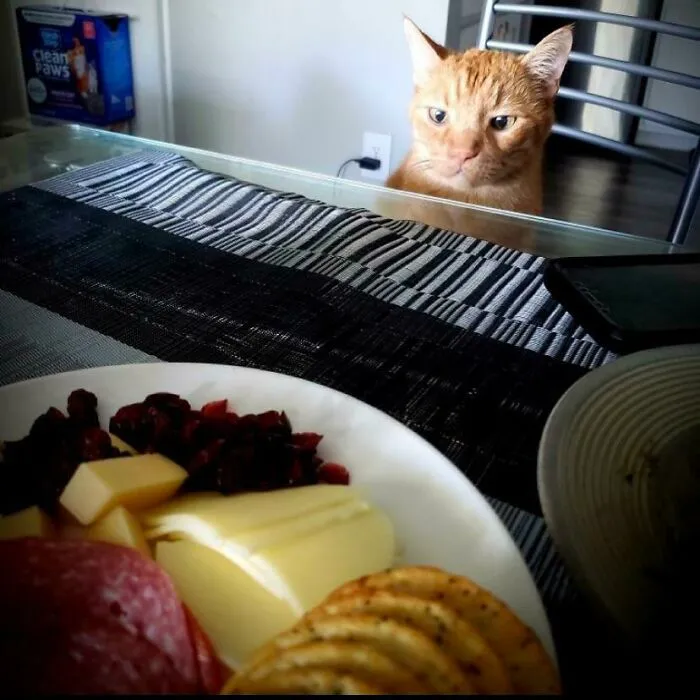 Orange cat intently eyeing a plate of cheese, crackers, and salami, representing animals looking at food.