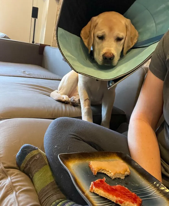 Gimli Would Feel So Much Better If He Had A Little Taste Of Peanut Butter Toast