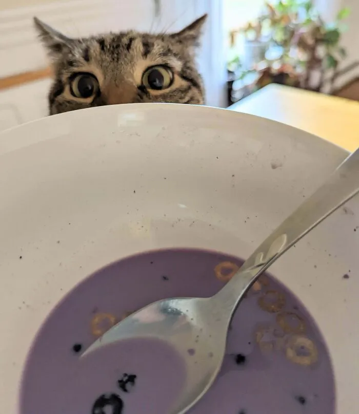 Looking At Food Is My Cats' Favorite Hobby