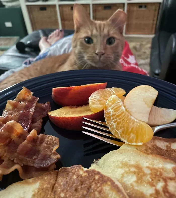 Toby Smells Bacon