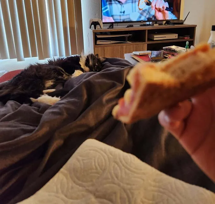 Cat lounging on a blanket while someone holds a sandwich, with a TV in the background; animals looking for food.