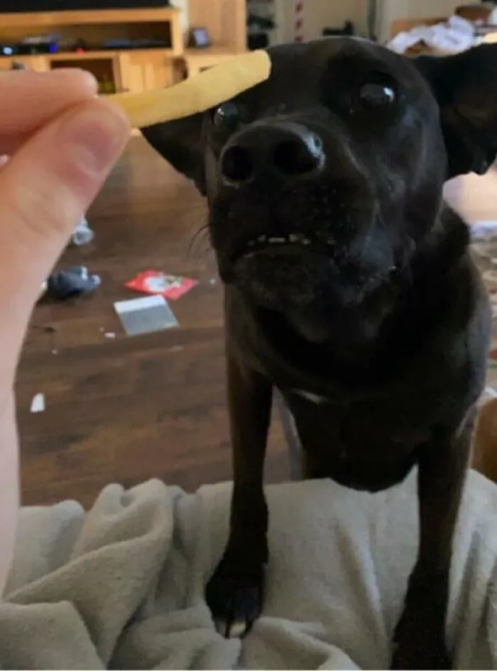 Dog eagerly looking at a fry, capturing a moment of animals looking at food.