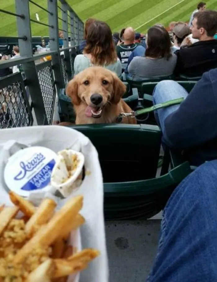 Dog at a stadium seat watching food in foreground, capturing an animals looking at food moment.