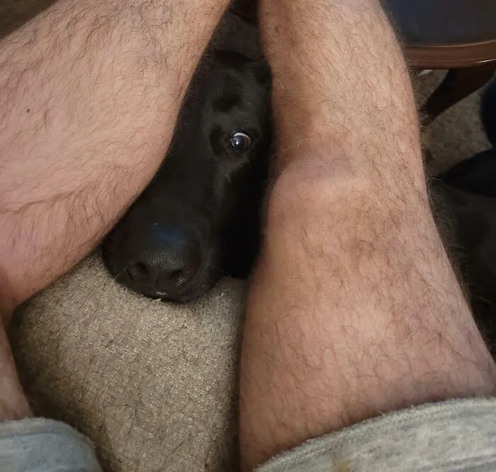Dog peeking through legs, appearing curious, as if looking for food.