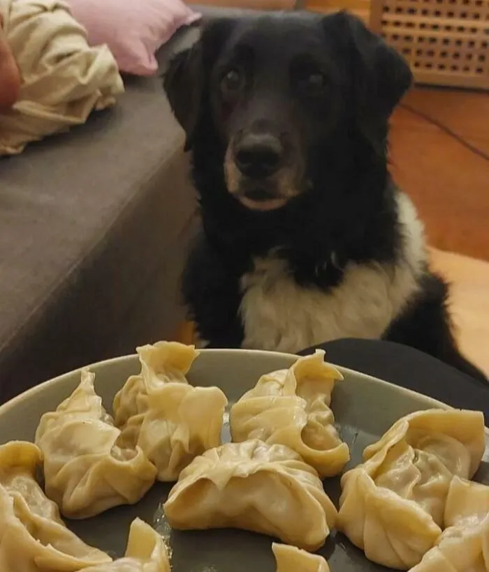 Dog eagerly looking at a plate of dumplings, representing animals looking at food.