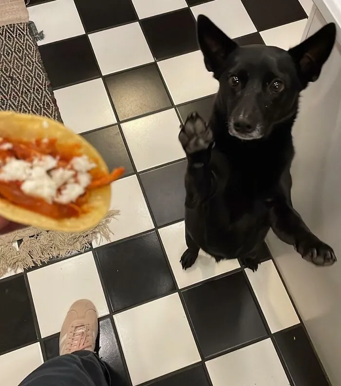 Can You Tell She Really Wanted Some Tacos?