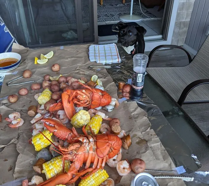 Dog eyeing seafood boil on table, animals looking for food.