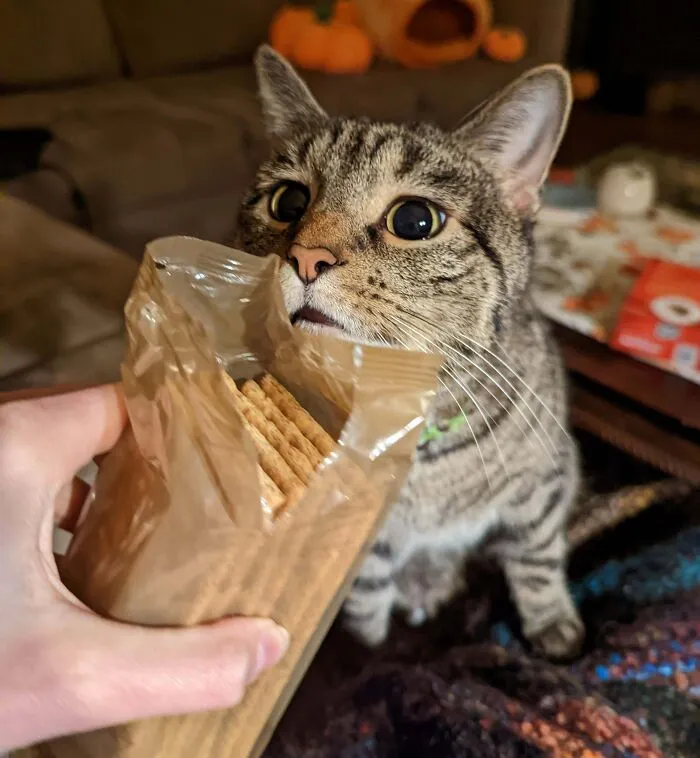 A cat curiously sniffs a package of crackers, showcasing typical animal behavior looking at food.