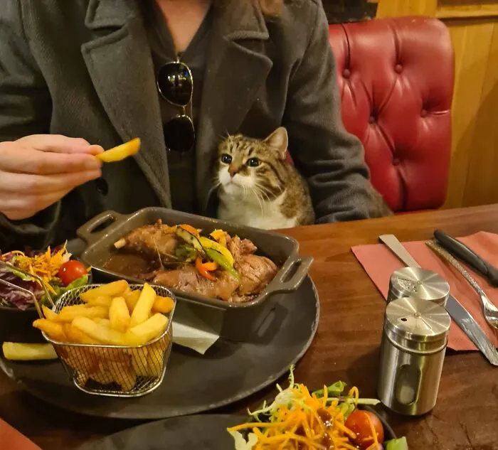 Cheeky Chonky Restaurant Cat