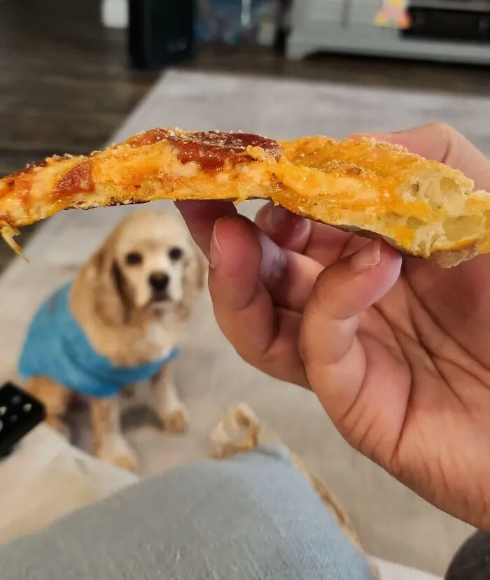 Dog in the background watching as a hand holds a slice of pizza.