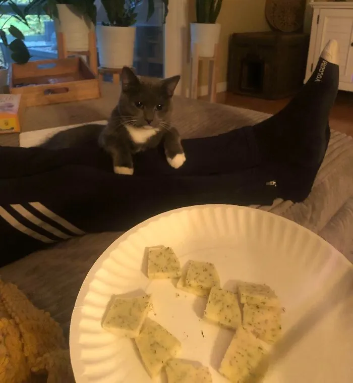 A cat looking at a plate of cheese squares, embodying the theme of animals looking at food.