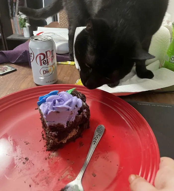 A cat sniffing a slice of cake on a table with a diet soda can nearby.